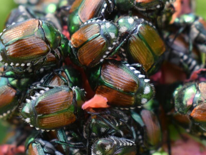 Eine Horde Japankäfer hat ein Blatt befallen. 