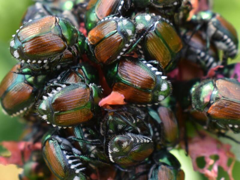 Eine Horde Japankäfer hat ein Blatt befallen. 