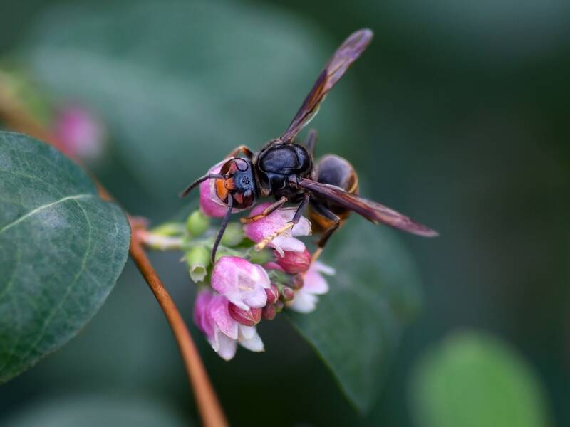 Eine Asiatische Hornisse saugt an einer rosafarbenen Blüte.