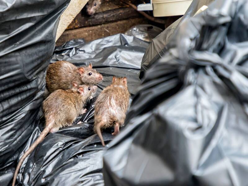 Drei Ratten sitzen auf gefüllten, schwarzen Müllsäcken. 