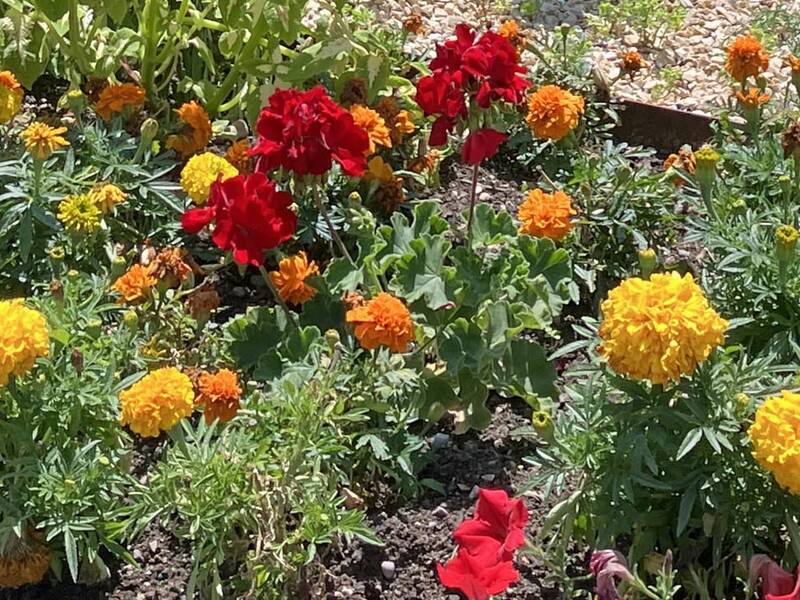 Gelbe und rote Blumen in einem Beet.