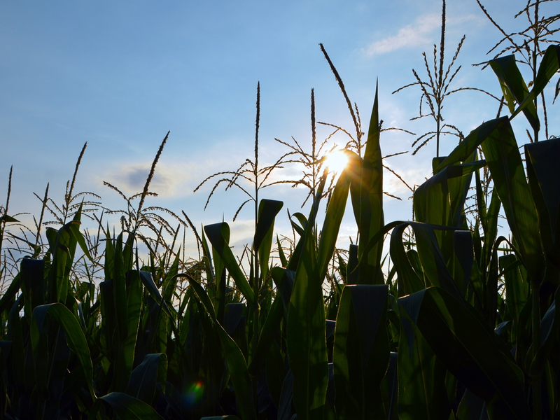 Die Sonne scheint durch ein Feld mit Ähren.