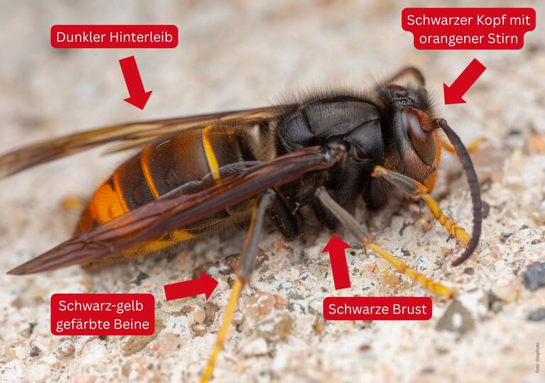 Asiatische Hornisse mit Kennzeichnung der typischen Merkmale. 