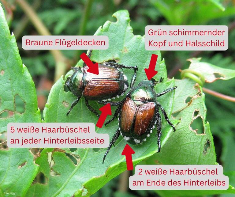 Zwei Japankäfer sitzen auf einem zerfressenen Blatt. 