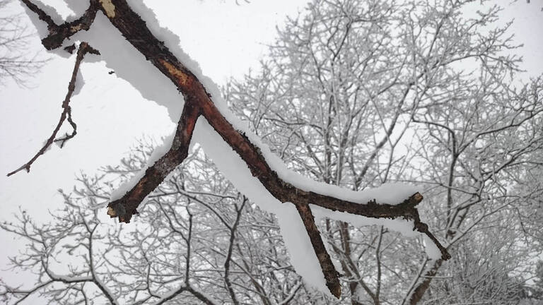 Ast eines Baumes, der voller Schnee ist.