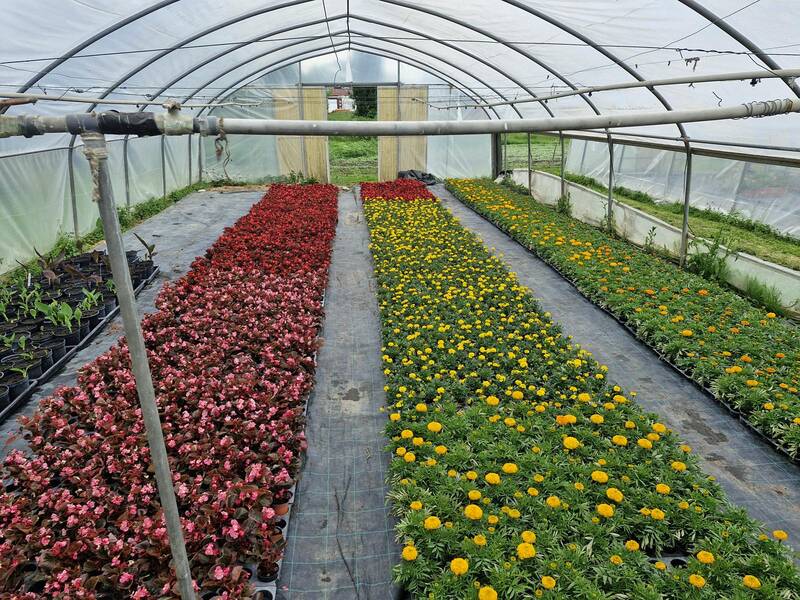 Reihenweise rote und gelbe Pflanzen im Gewächshaus der Stadtgärtnerei.