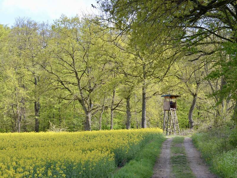 Ein Feld mit gelben Blüten erstreckt sich entlang eines Waldwegs, auf dem sich ein hölzerner Hochsitz befindet.