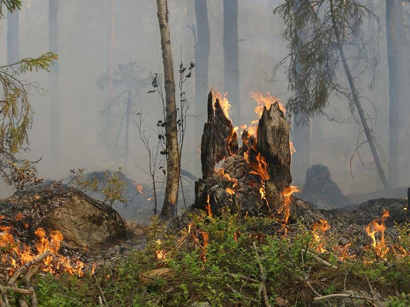 Ein Waldbrand