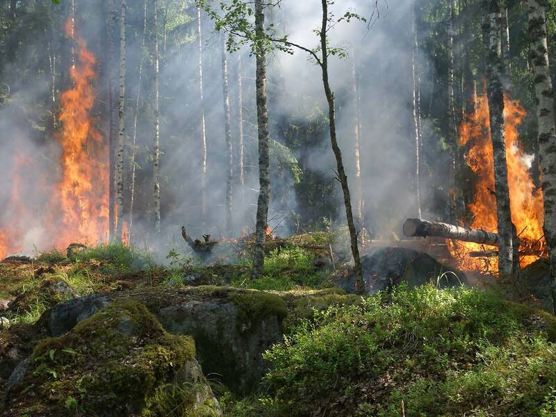 Ein Waldbrand