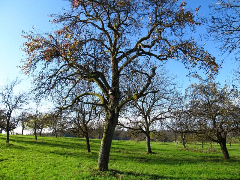 Mehrere Obstbäume stehen auf einer Wiese.
