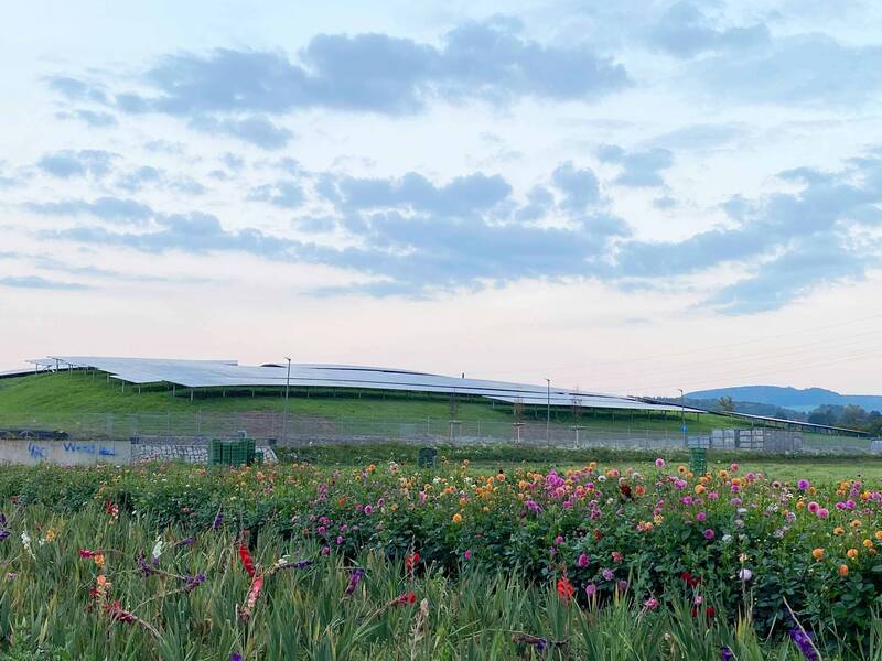 Die Photovoltaikanlage in Herten, davor ein BLumenfeld mit Herbstblumen